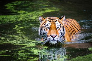07-29_dia-internacional-del-tigre