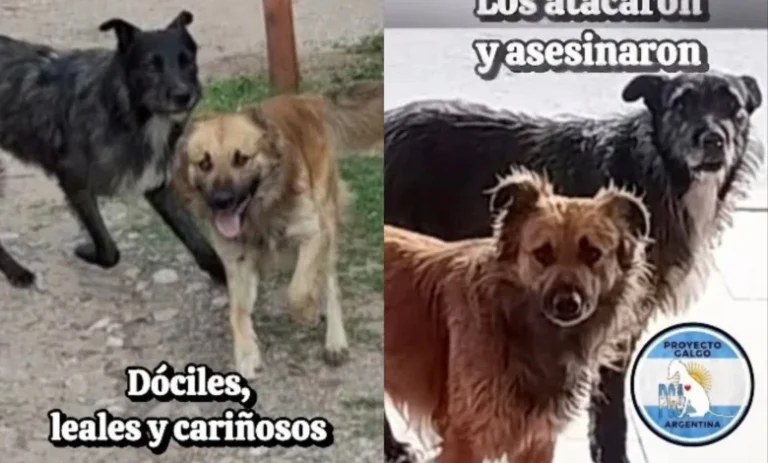 Copia-de-424-47-780x470